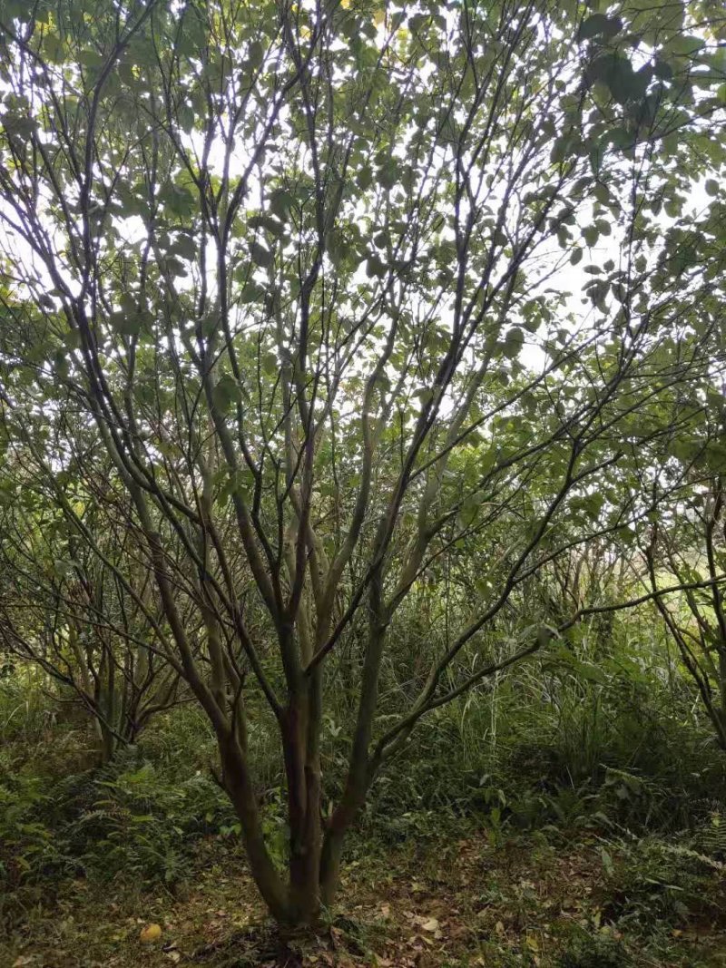 香泡香橼胡柚九江市柴桑区清风园林常年供应各种规格苗木