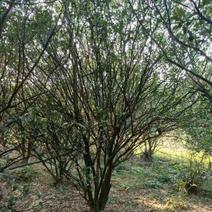 香泡香橼胡柚九江市柴桑区清风园林常年供应各种规格苗木