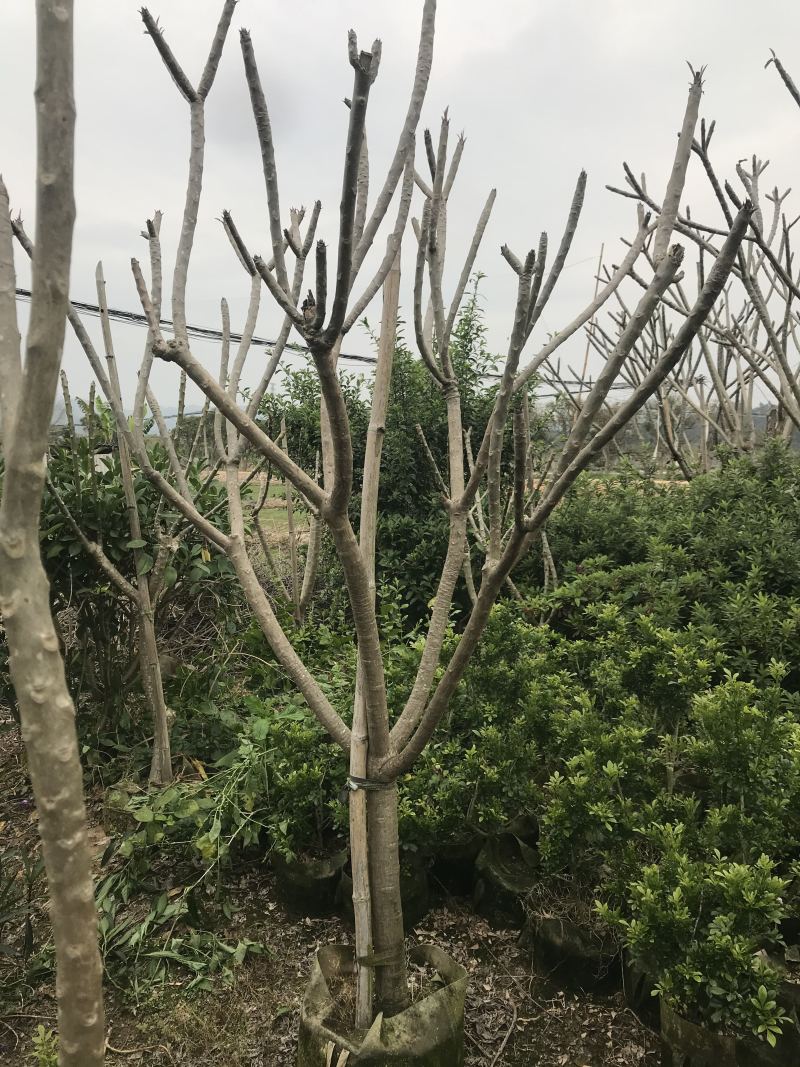 鸡蛋花，市政，房地产，绿化