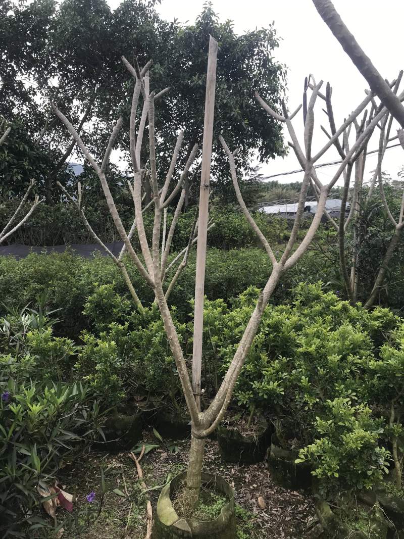 鸡蛋花，市政，房地产，绿化