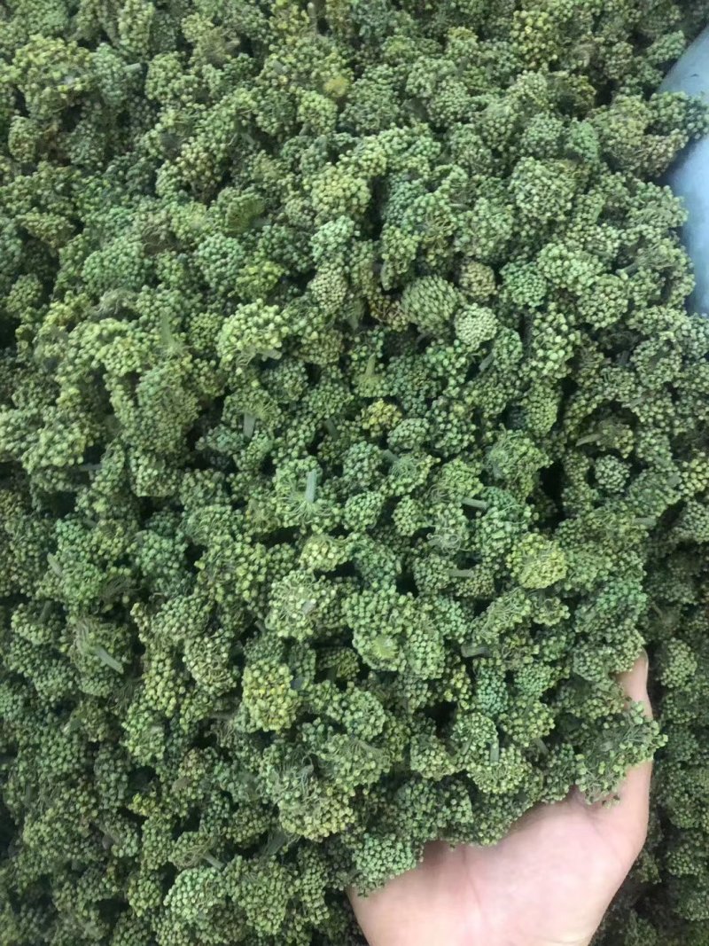 三七花大量批发零售质量保证
