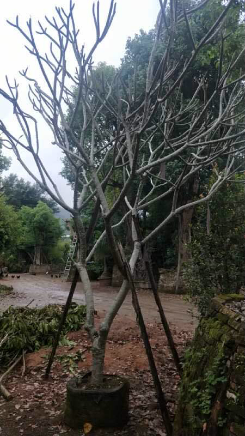 鸡蛋花，市政，房地产，绿化