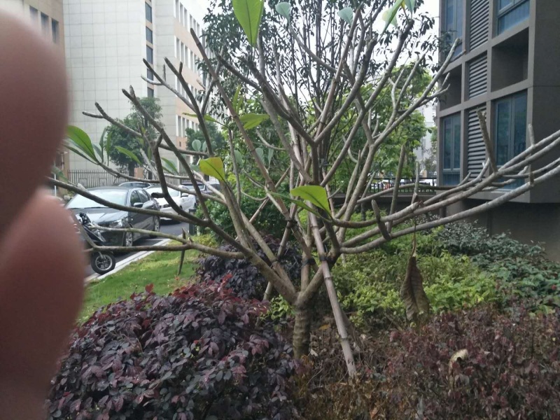 鸡蛋花，市政，房地产，绿化