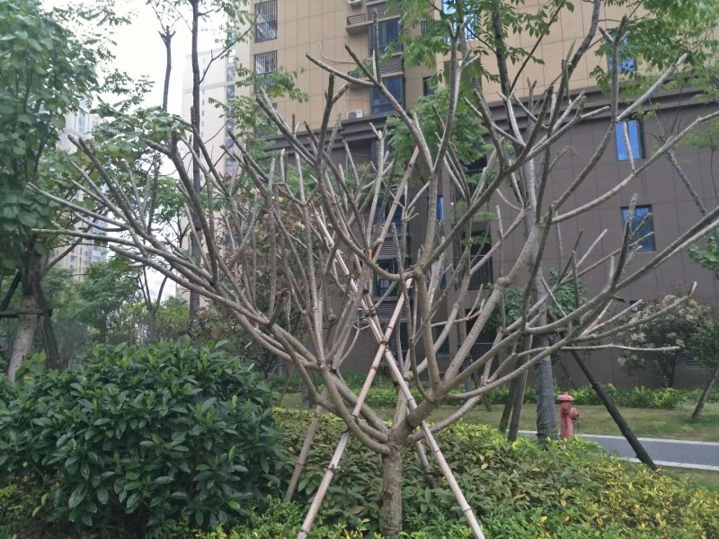 鸡蛋花，市政，房地产，绿化