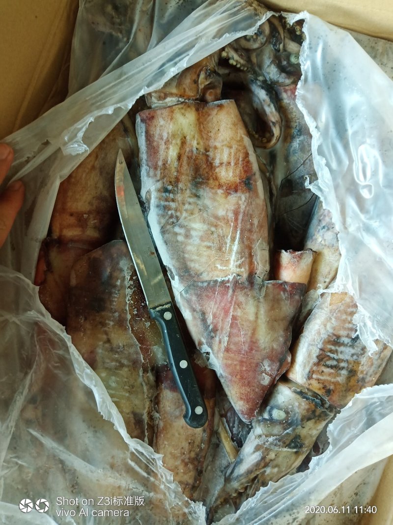 鱿鱼