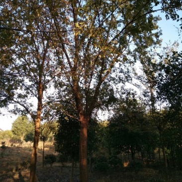 榔榆榆树九江市柴桑区清风园林常年供应各种规格苗木