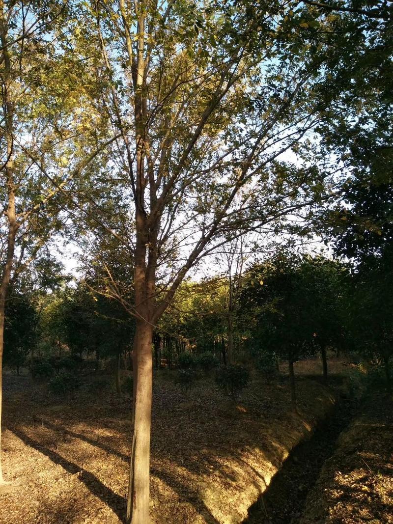 榔榆榆树九江市柴桑区清风园林常年供应各种规格苗木