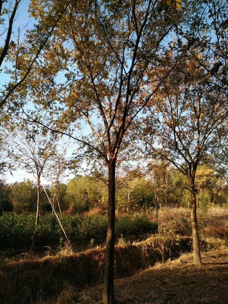榔榆榆树九江市柴桑区清风园林常年供应各种规格苗木