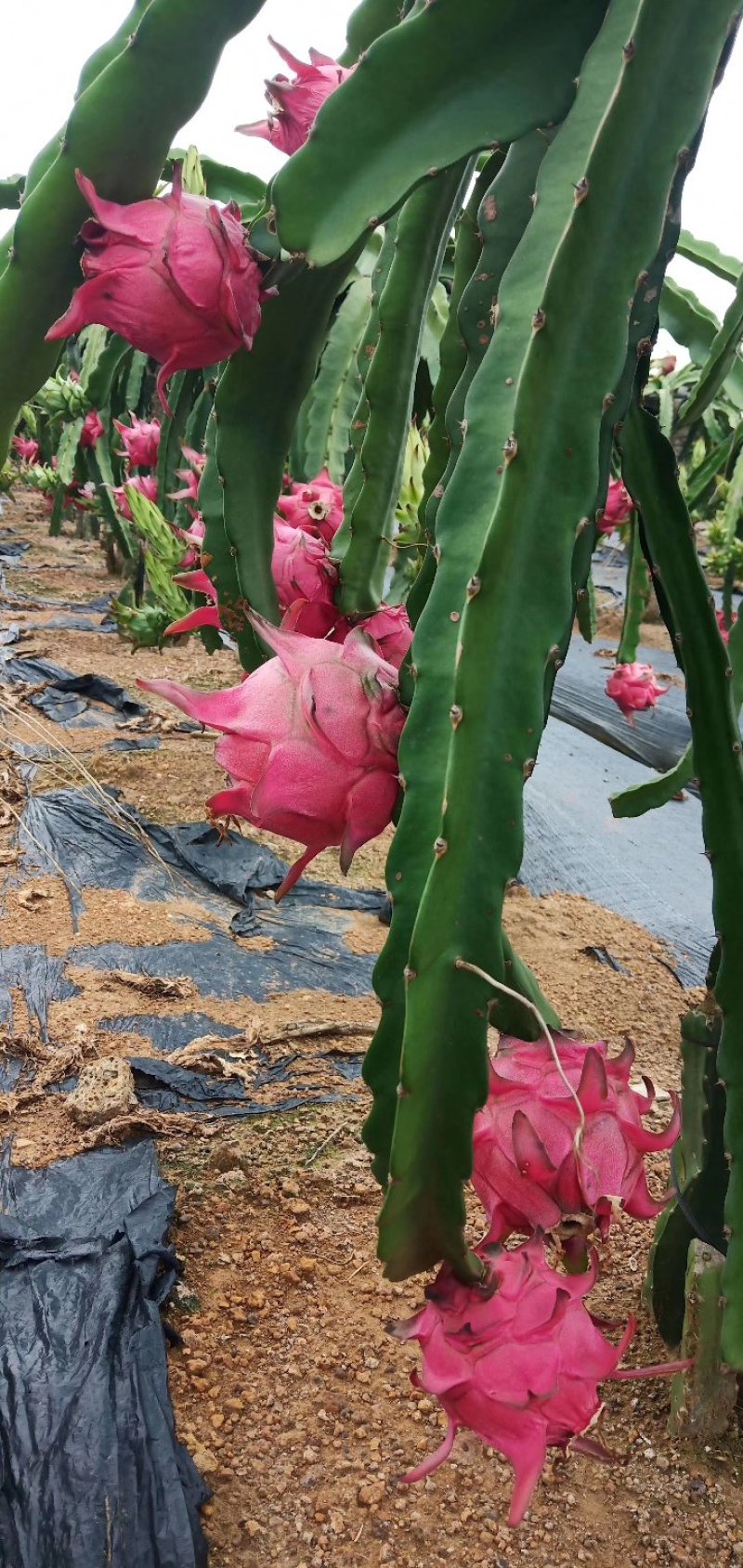 广西散户金都一号火龙果大量上市