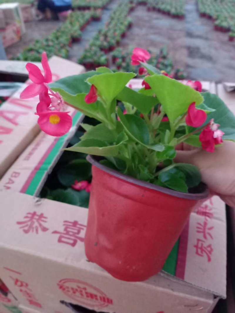 【精品】四季海棠，是园林绿化的理想材料。