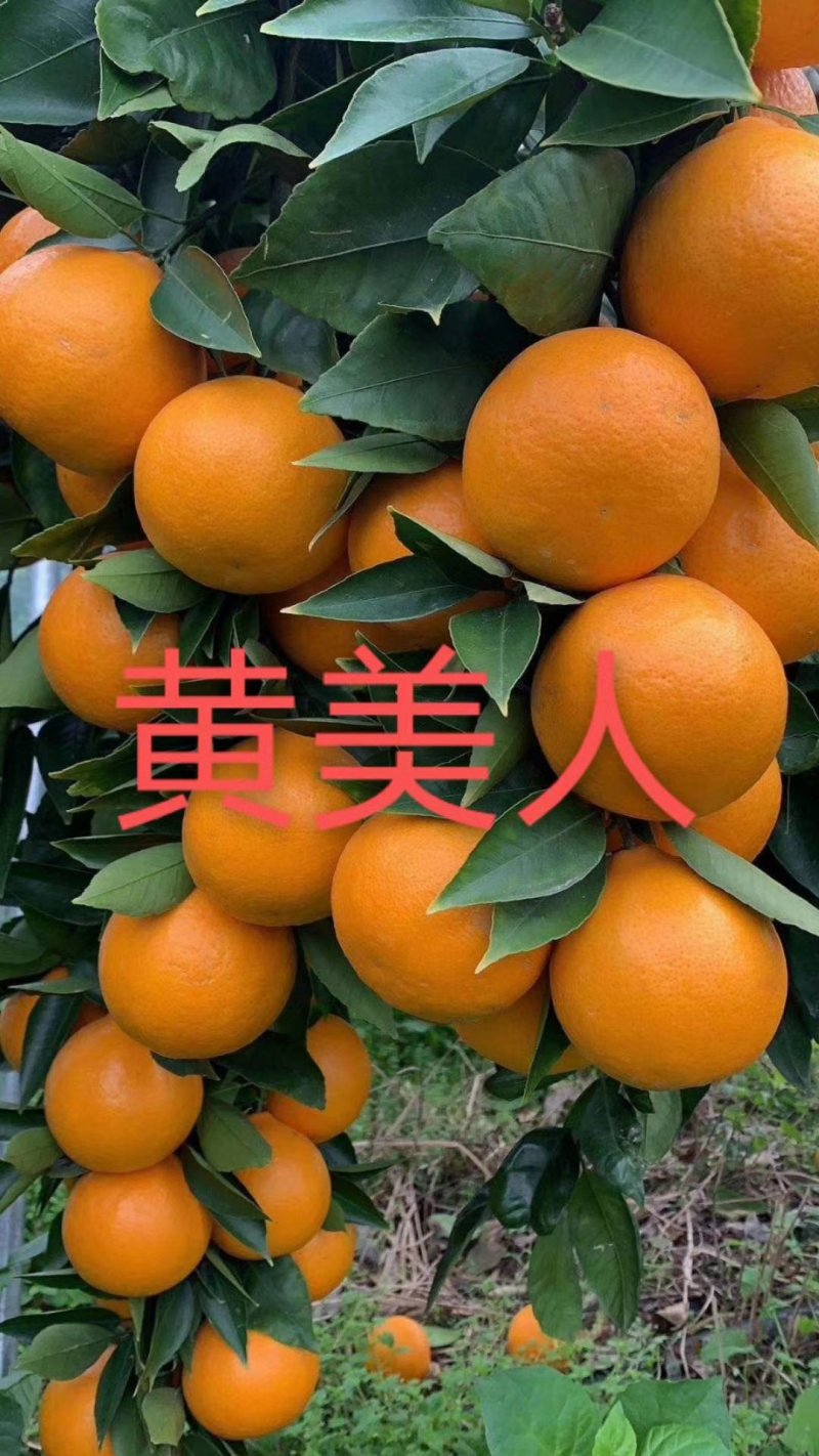 柑桔枝条黄美人皮薄化渣超甜上市期长二月至七月