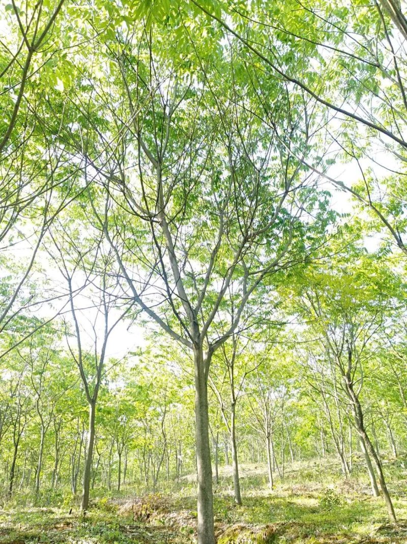 无患子肥皂树九江市柴桑区清风园林常年供应各种规格苗木