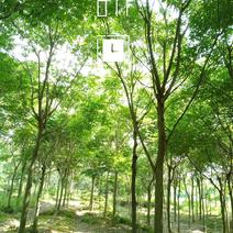 无患子肥皂树九江市柴桑区清风园林常年供应各种规格苗木