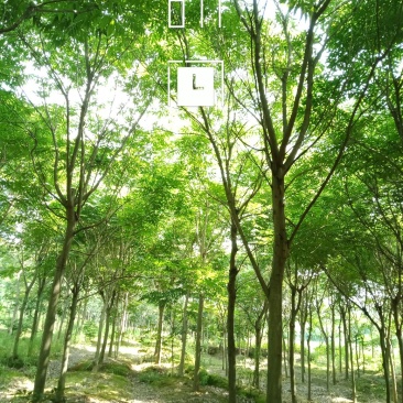 无患子肥皂树九江市柴桑区清风园林常年供应各种规格苗木