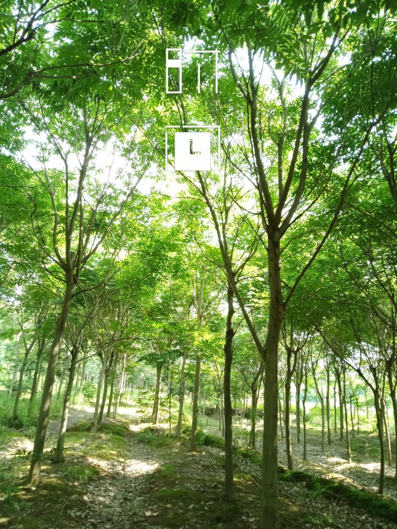 无患子肥皂树九江市柴桑区清风园林常年供应各种规格苗木