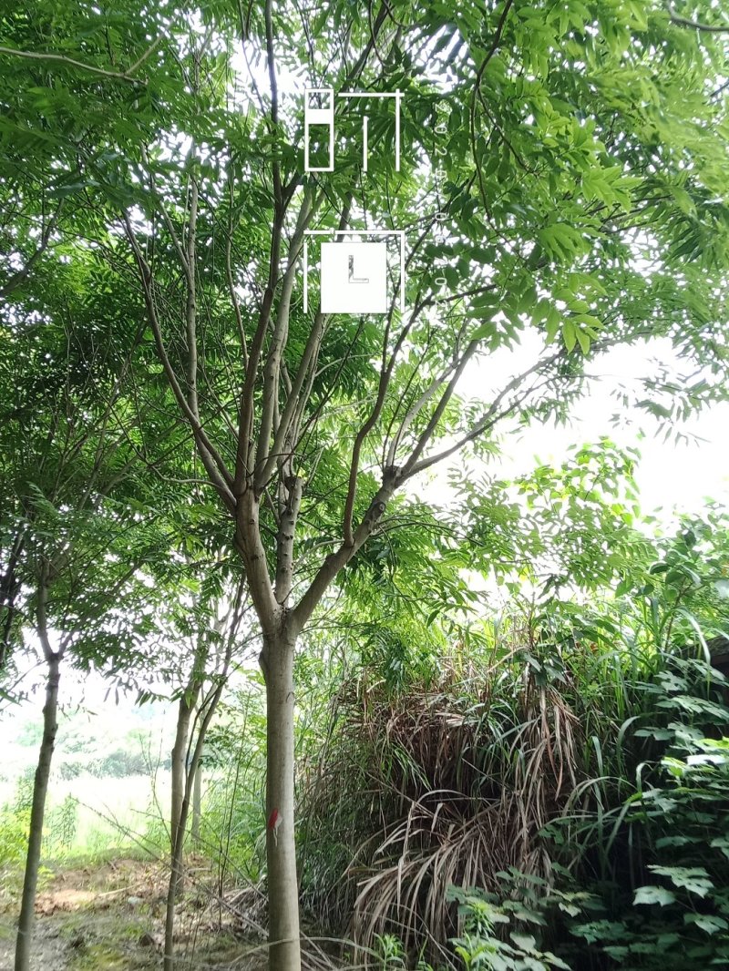 无患子肥皂树九江市柴桑区清风园林常年供应各种规格苗木