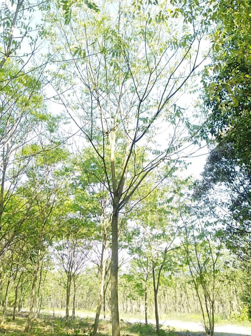 无患子肥皂树九江市柴桑区清风园林常年供应各种规格苗木