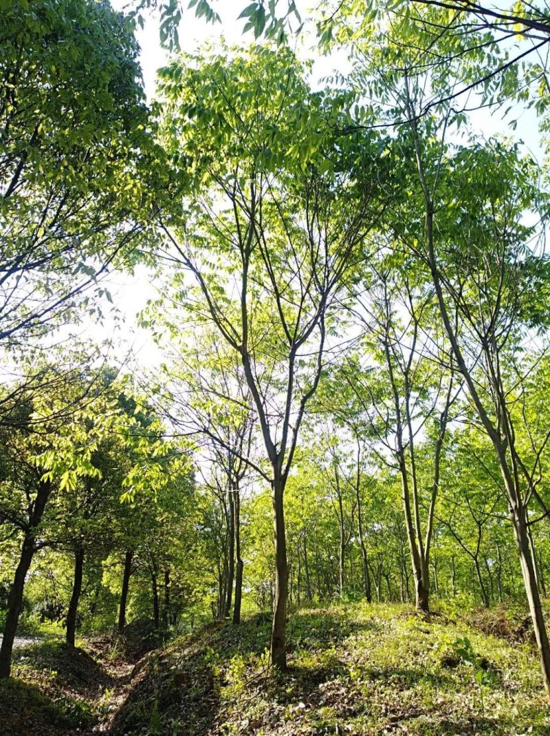 无患子肥皂树九江市柴桑区清风园林常年供应各种规格苗木