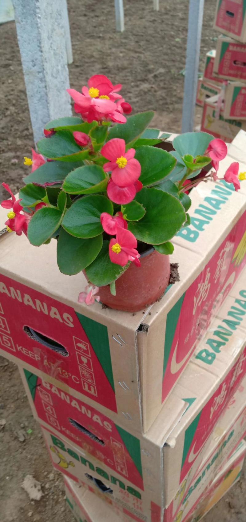 【精品】四季海棠，是园林绿化的理想材料。