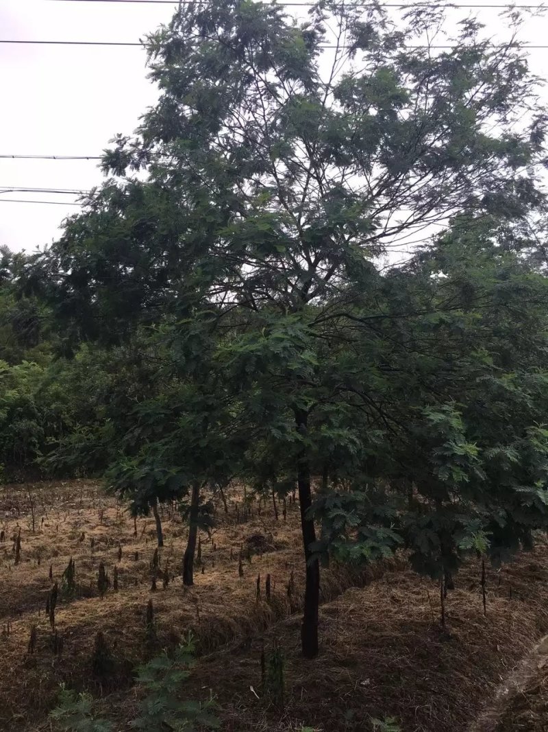 金合欢银合欢九江市柴桑区清风园林常年供应各种规格苗木