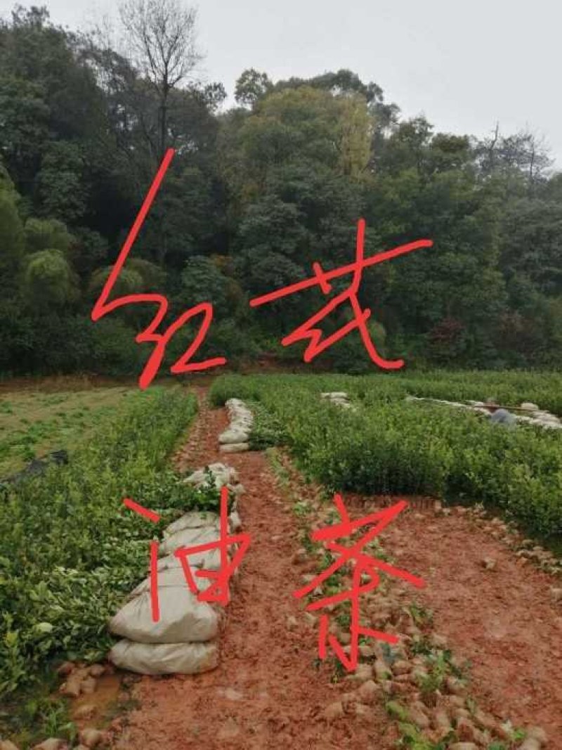 油茶苗白花油茶红花油茶九江市柴桑区清风园林常年供应