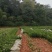 油茶苗白花油茶红花油茶九江市柴桑区清风园林常年供应