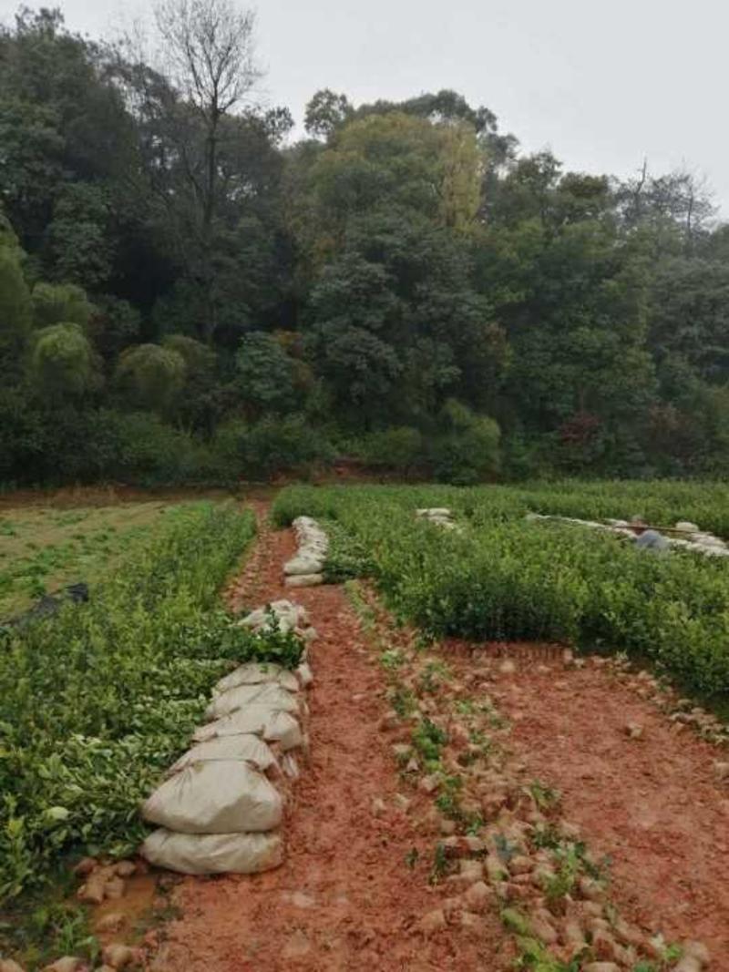 油茶苗白花油茶红花油茶九江市柴桑区清风园林常年供应