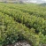 油茶苗白花油茶红花油茶九江市柴桑区清风园林常年供应