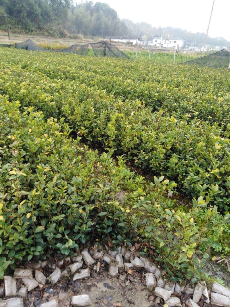 油茶苗白花油茶红花油茶九江市柴桑区清风园林常年供应