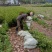 油茶苗白花油茶红花油茶九江市柴桑区清风园林常年供应