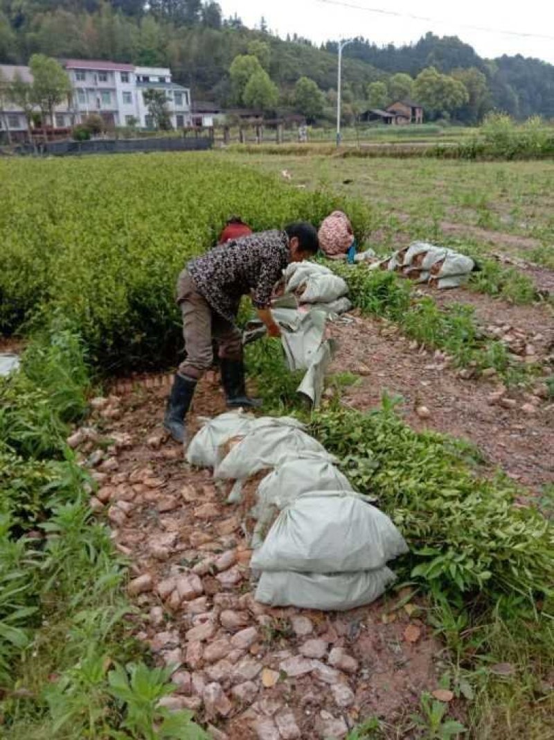 油茶苗白花油茶红花油茶九江市柴桑区清风园林常年供应