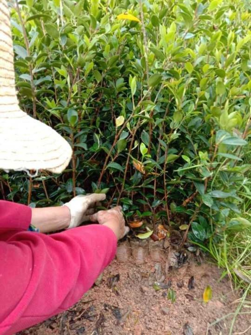 油茶苗白花油茶红花油茶九江市柴桑区清风园林常年供应