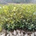 油茶苗白花油茶红花油茶九江市柴桑区清风园林常年供应