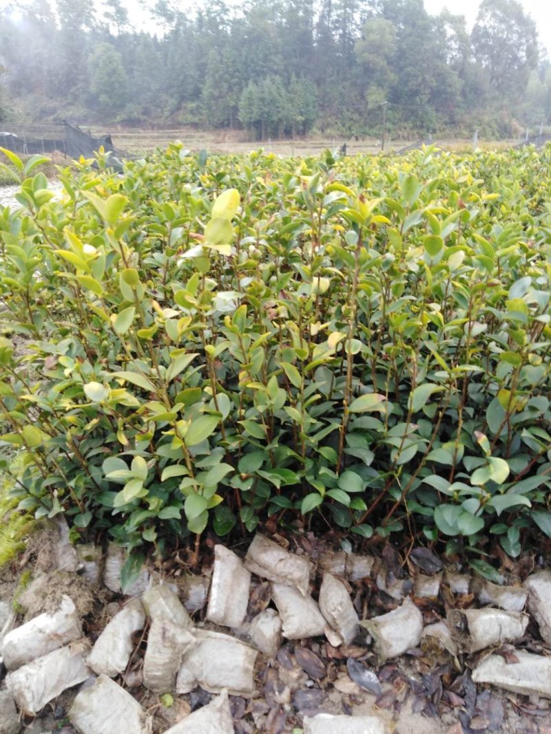 油茶苗白花油茶红花油茶九江市柴桑区清风园林常年供应