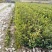 油茶苗白花油茶红花油茶九江市柴桑区清风园林常年供应