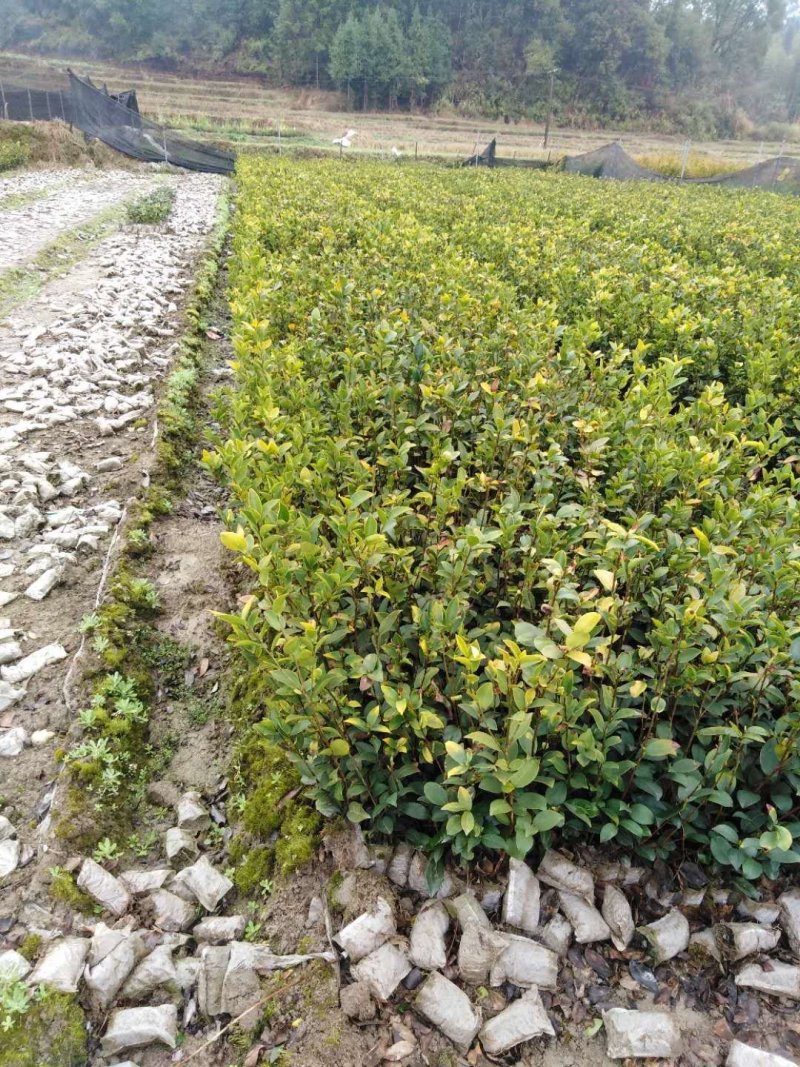 油茶苗白花油茶红花油茶九江市柴桑区清风园林常年供应