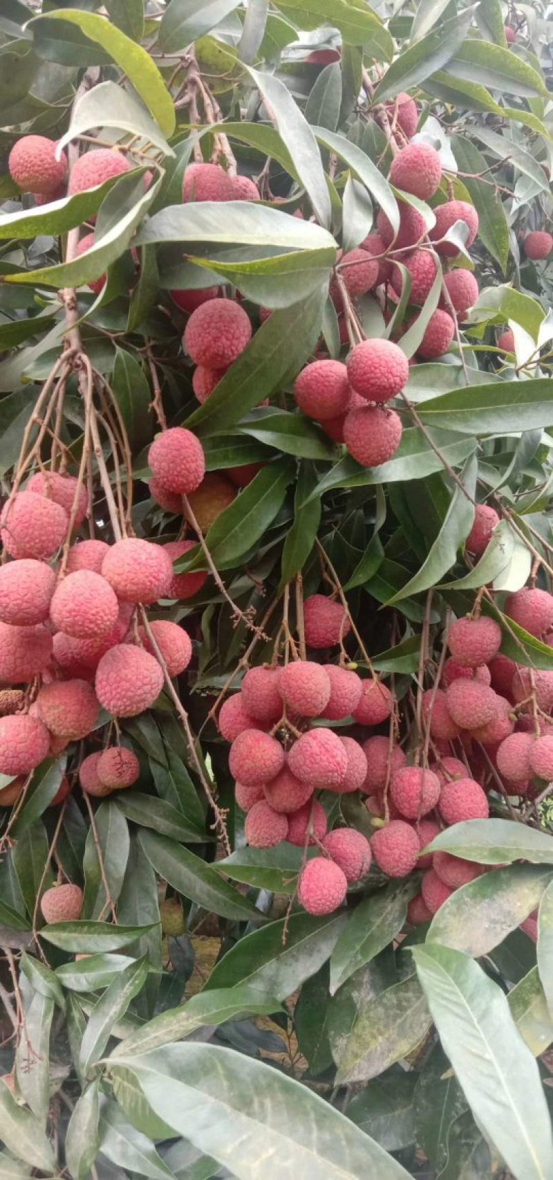 黑叶荔枝