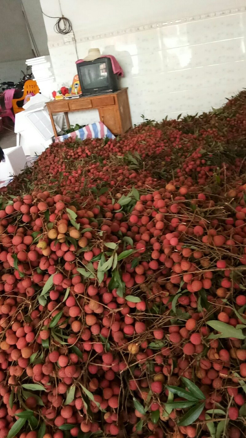黑叶荔枝
