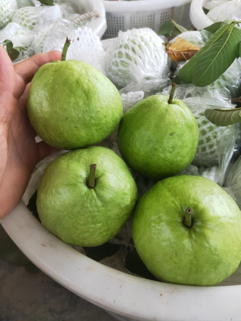 红心番石榴