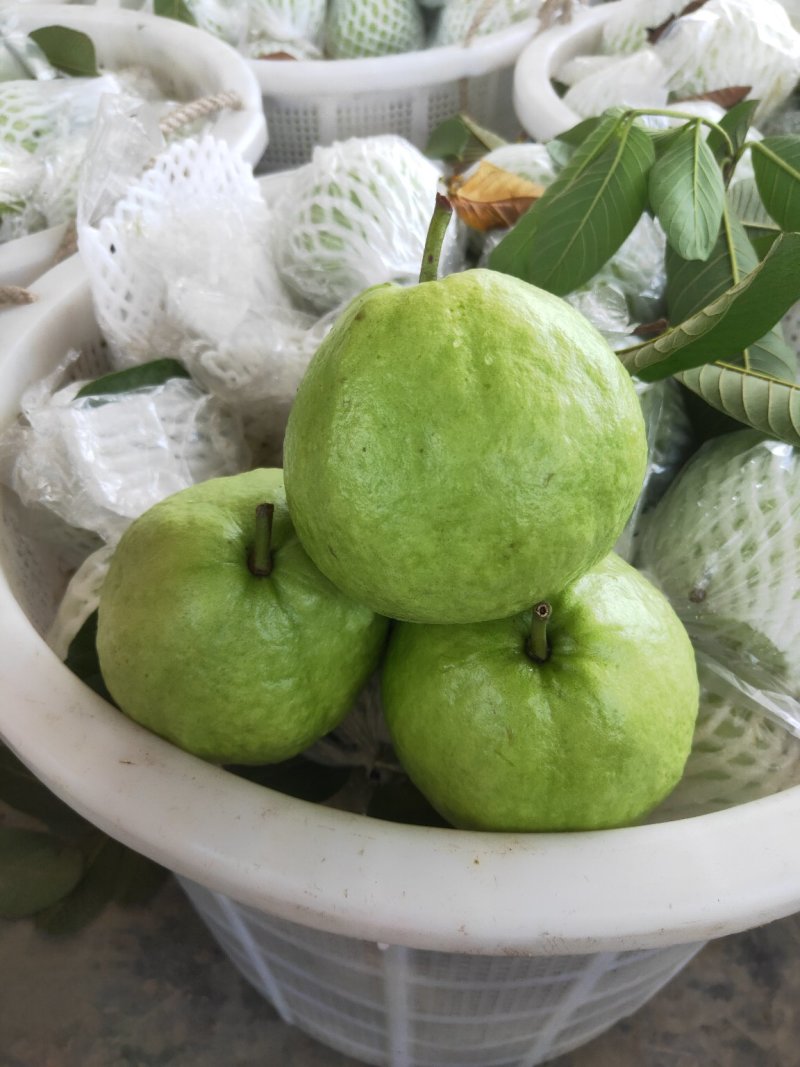 红心番石榴