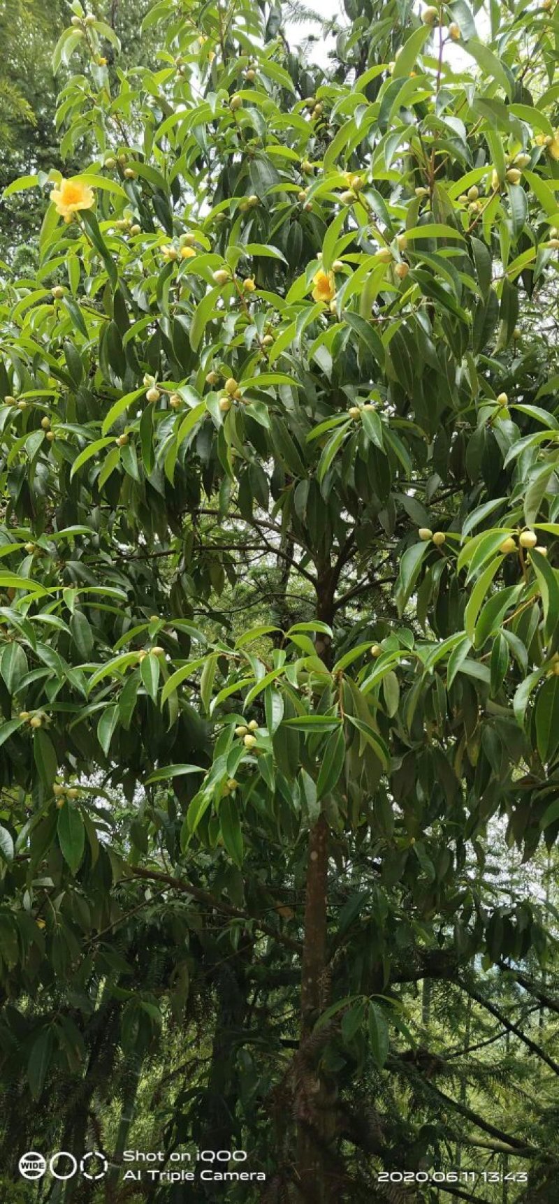 纯野生金茶花、和树桩大小棵都有