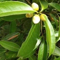 纯野生金茶花、和树桩大小棵都有