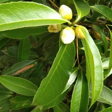 纯野生金茶花、和树桩大小棵都有