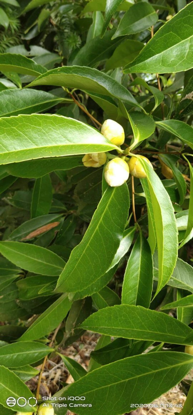 纯野生金茶花、和树桩大小棵都有