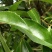 纯野生金茶花、和树桩大小棵都有