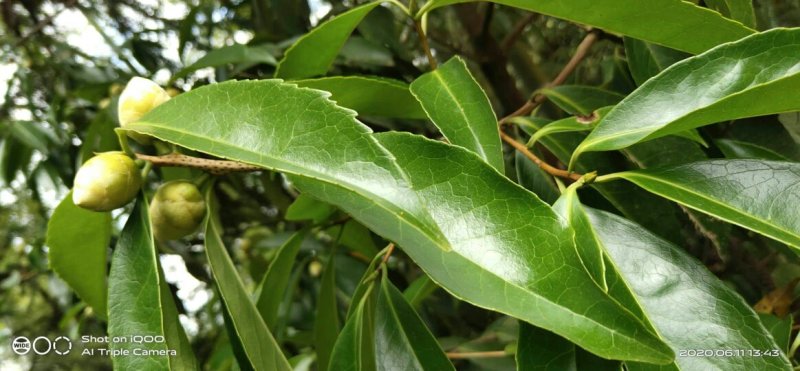 纯野生金茶花、和树桩大小棵都有