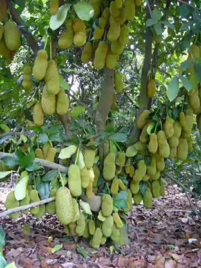四季菠萝蜜苗，红肉菠萝蜜苗