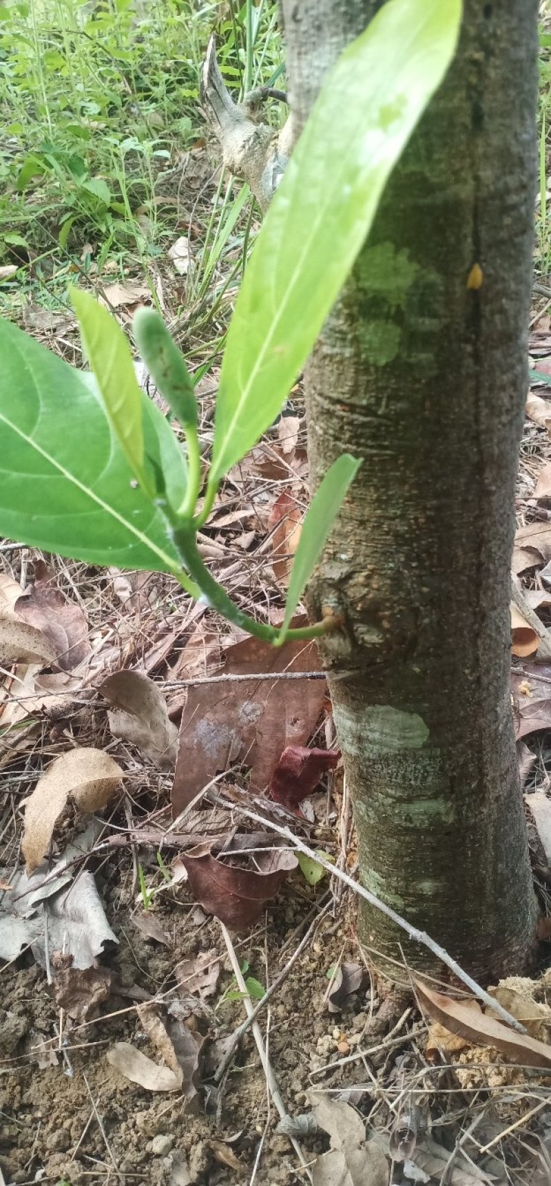 四季菠萝蜜苗，红肉菠萝蜜苗