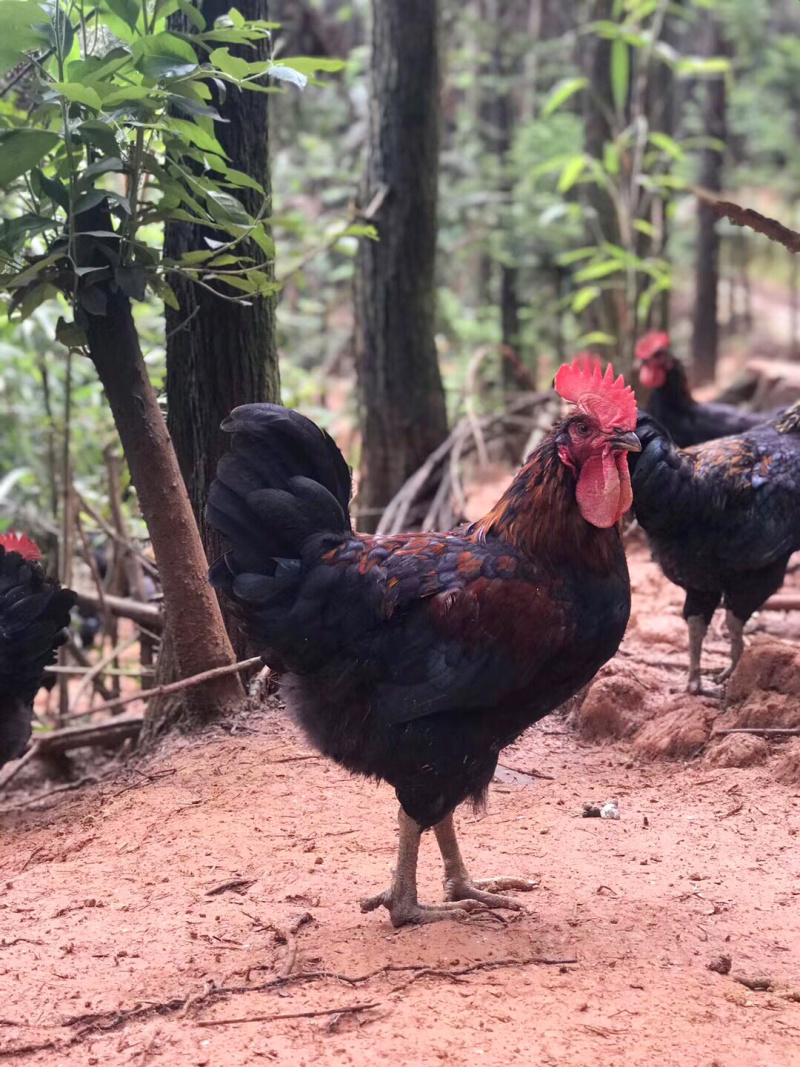 【热卖中】公鸡土鸡灵山土鸡跑山鸡物美价廉天数足