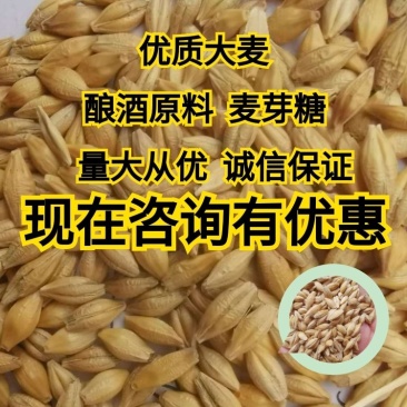 大量批发带皮大麦，皮大麦，可用于发芽大麦